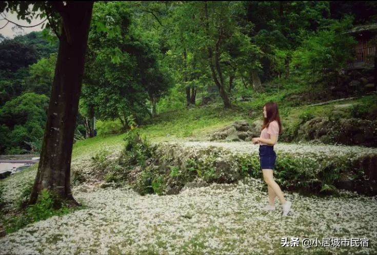 从化旅游景点大全樱花,从化樱花旅游景点