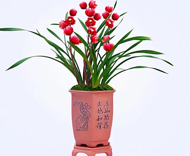 大将军兰花与香妃兰花哪个更好,兰花大将军属于什么品种几月开花