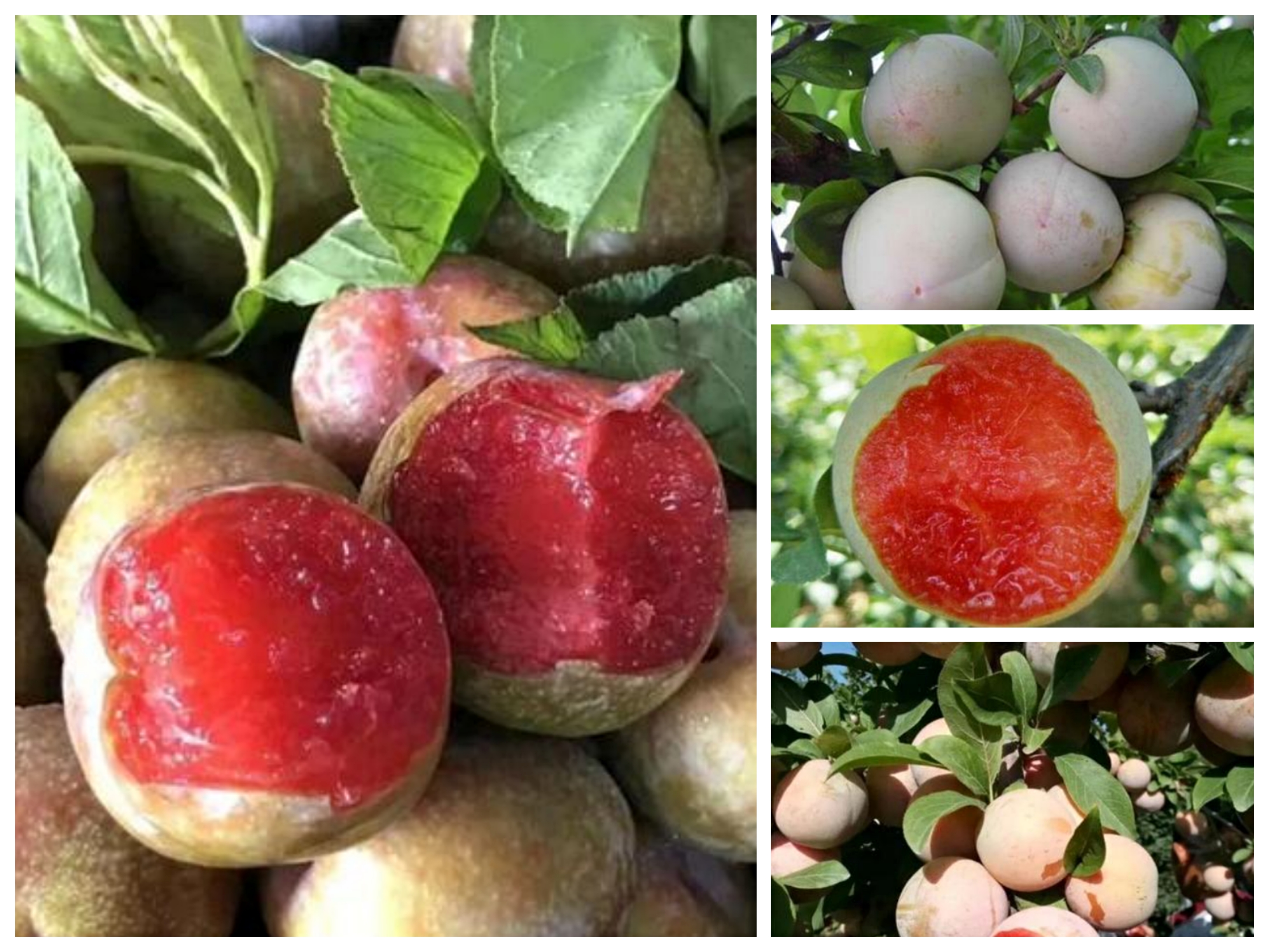 新品种恐龙蛋李子为什么这么火,恐龙蛋李子品种详细介绍