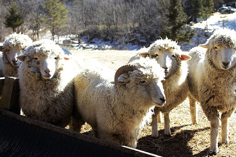 绵羊病有哪些症状,绵羊腐蹄病的治疗方法