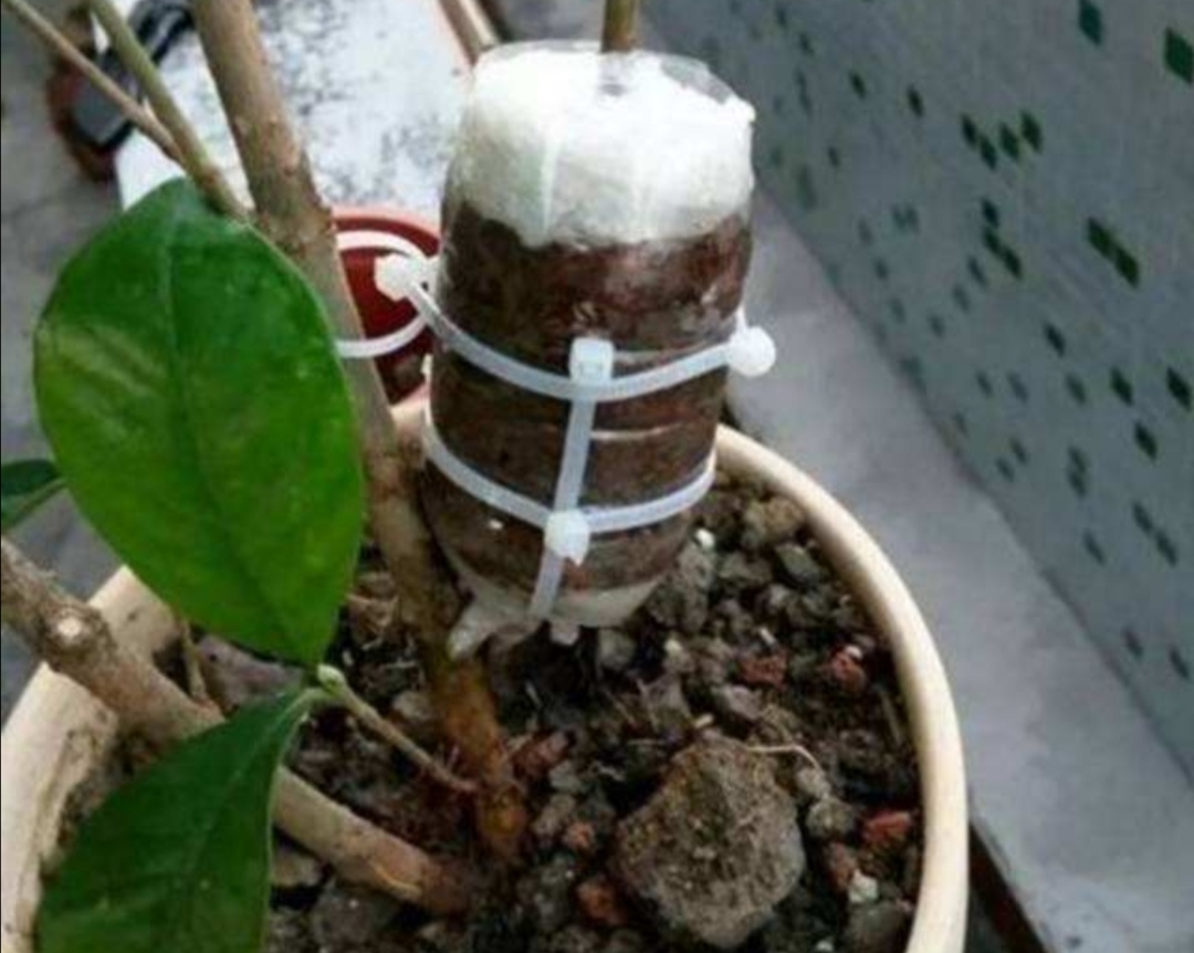 阳台种菜养花塑料箱子,塑料瓶子种菜怎么养殖