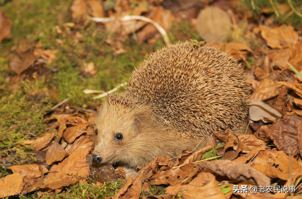 刺猬进入宅院有啥说法,农村家中有个刺猬怎么处理