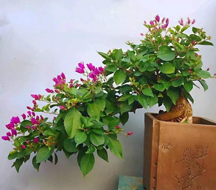 五月份被公认阳台最好养的10种花,喜阴耐旱适合室内养的50种花