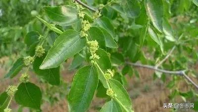 冬枣树花期授粉不好的原因,冬枣树疯长不结果怎么办