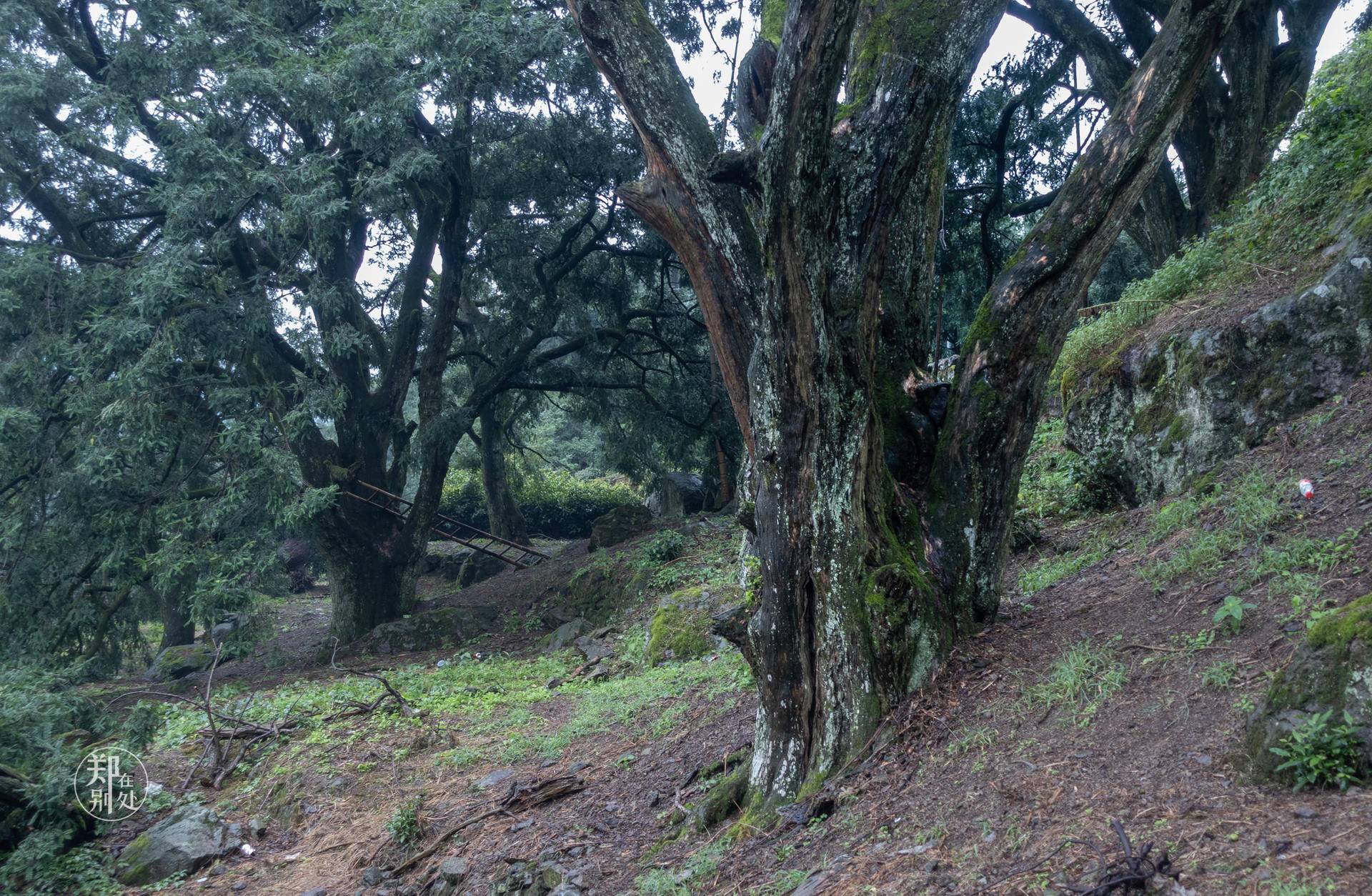 香榧古道,香榧古道徒步路线哪条景色美