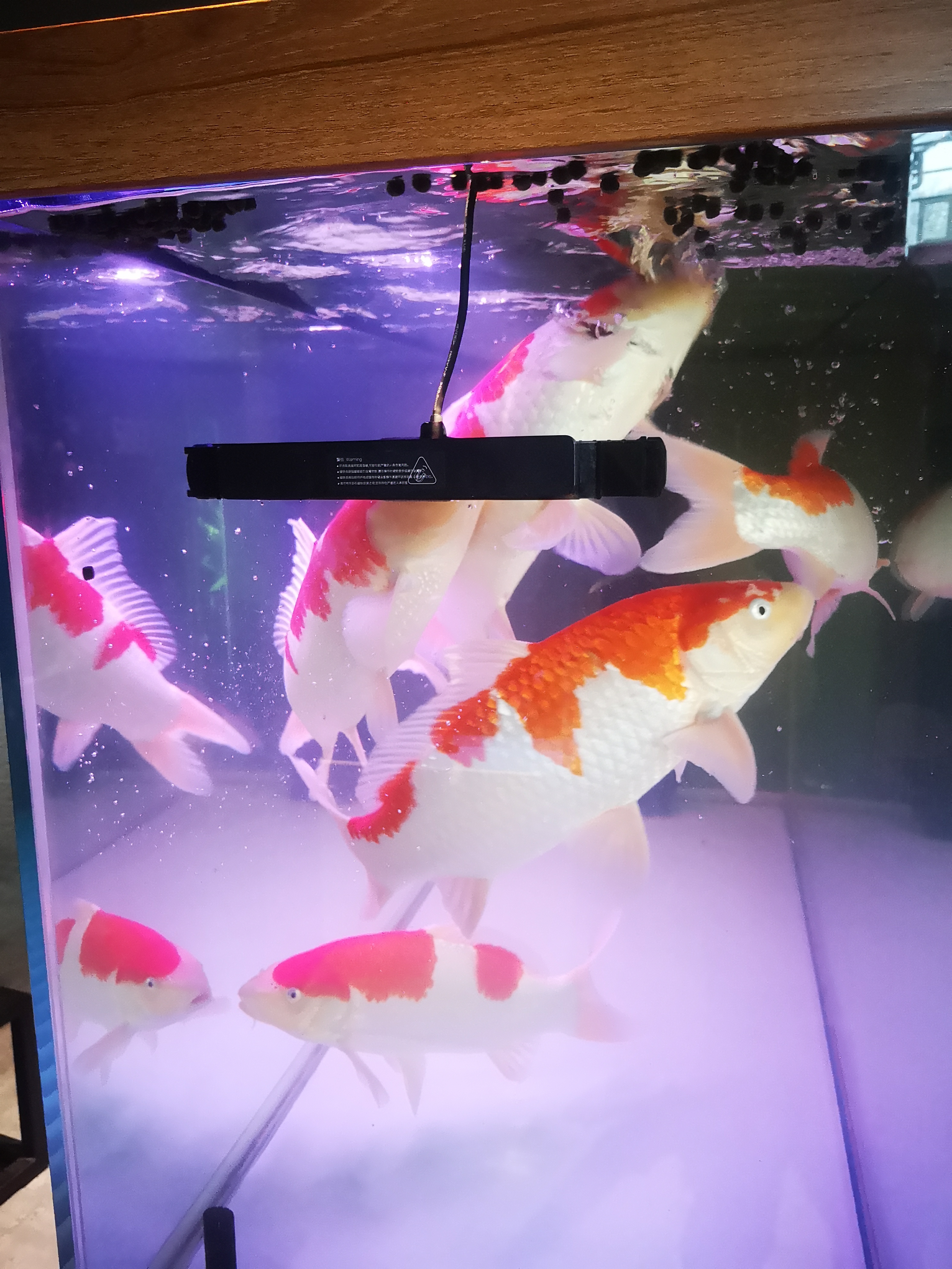 金鱼下完鱼卵需要换水吗,金鱼下缸要开灯吗