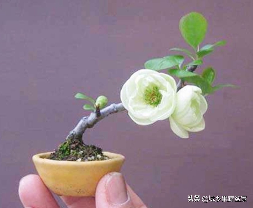 三十多年经验教你制作掌上树桩盆景，形态小巧，造型玲珑别致