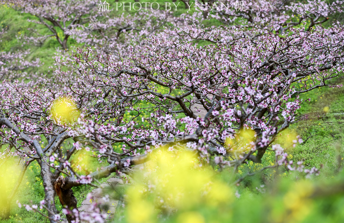 潼南桃花山景区,潼南春游踏青最佳地