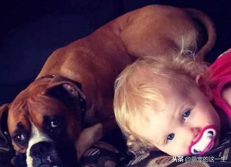 关于狗的秘密的纪录片,关于狗狗的7个秘密