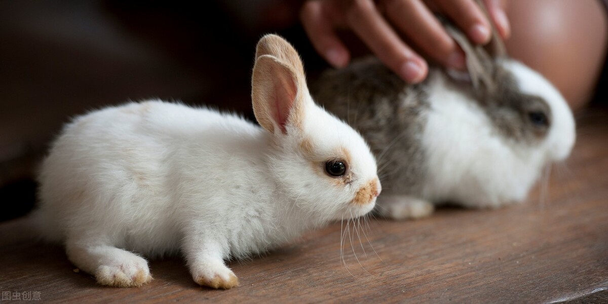 兔子一只眼睛流眼泪是为什么,兔子一只眼睛流眼泪怎么办