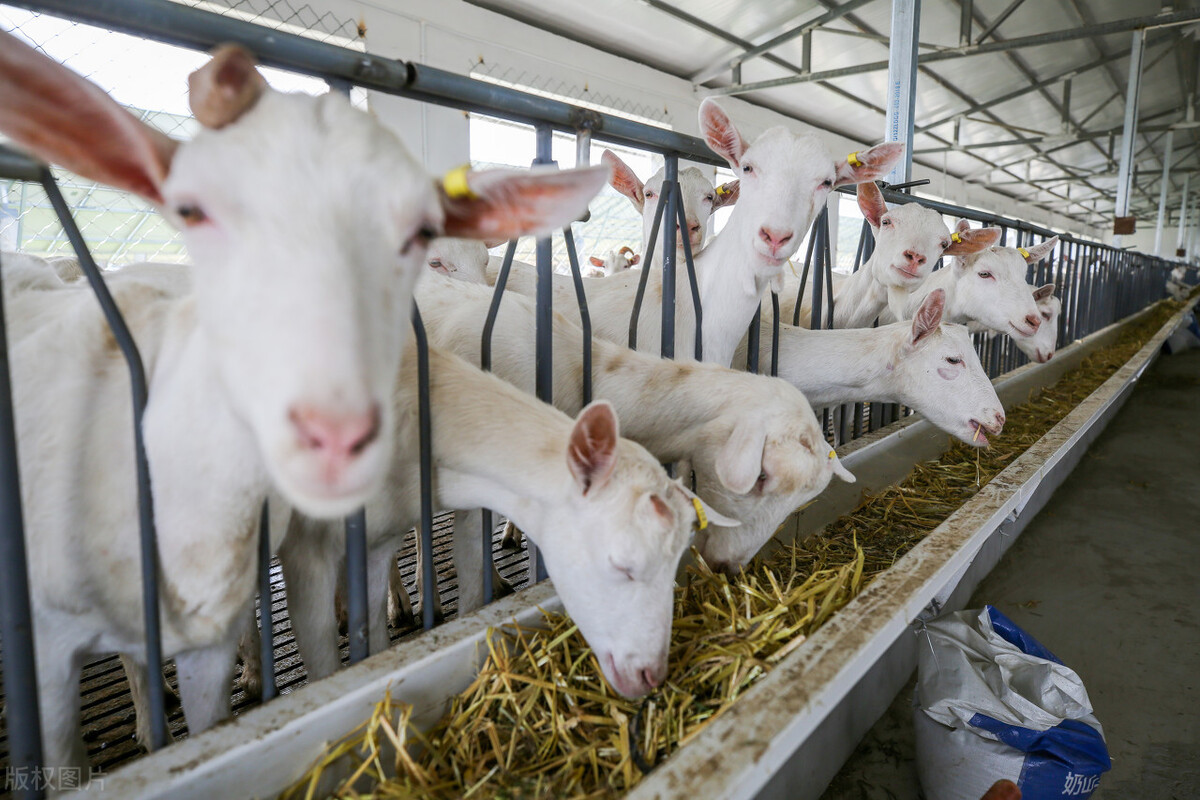 养羊常见的11种病怎么治,养羊的技术与管理方法