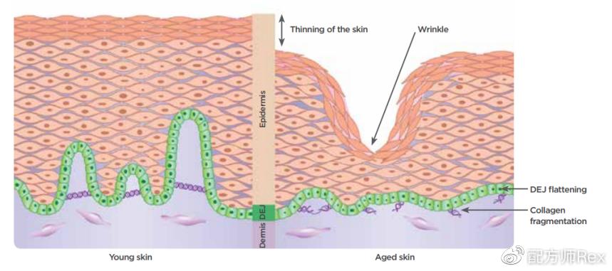 来自新西兰的抗老秘方,好使吗?