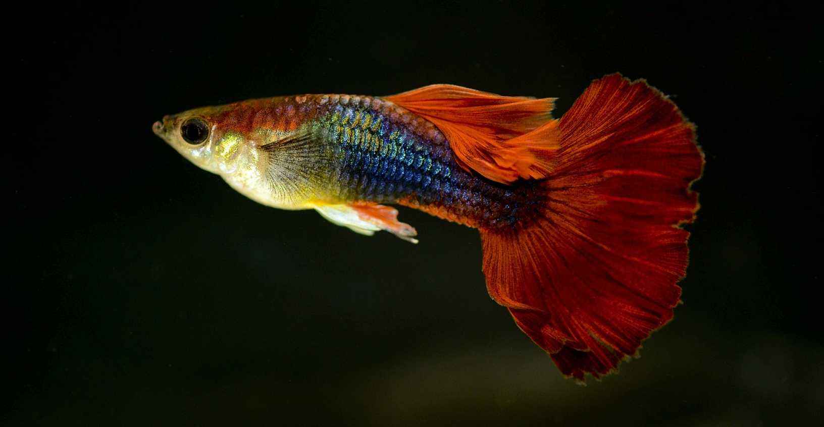 能养爆缸的小型热带鱼,新手十大养不死的热带小型观赏鱼