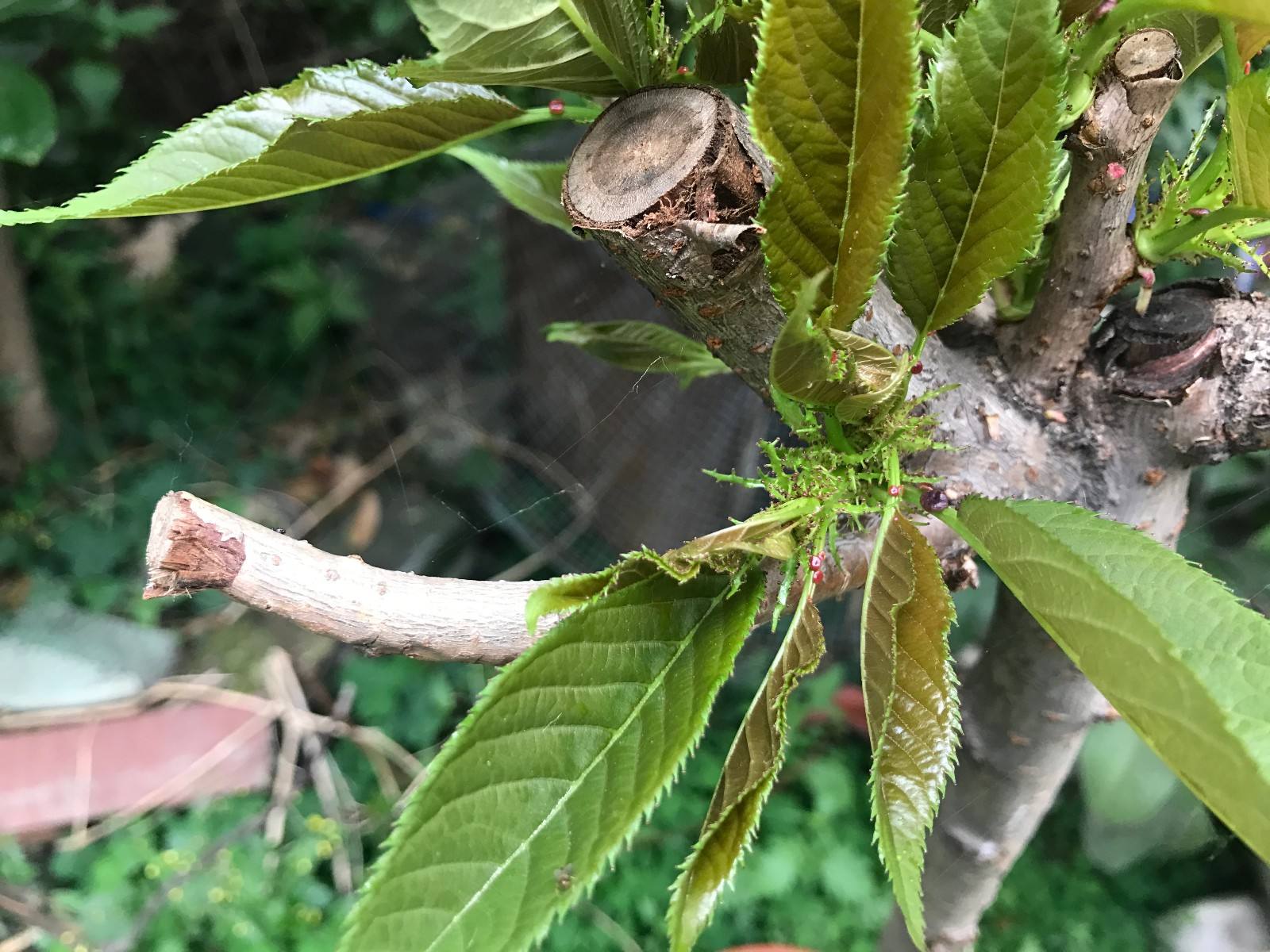 老师，网上买树苗寄来根木棍，请问能结果子吗