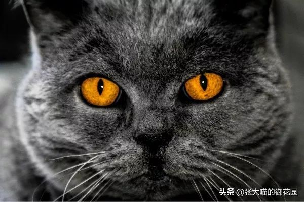 给猫咪绝育有多残忍,给猫咪绝育犯法吗