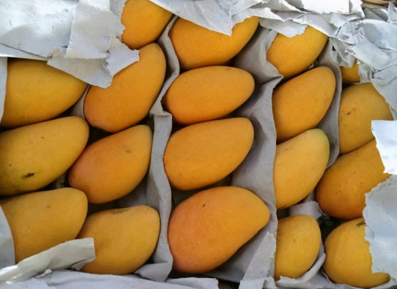 买芒果最忌讳什么,买芒果口诀