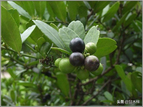 童年野果子,儿时的野果子总让人回味无穷