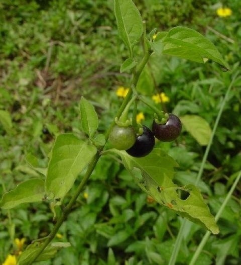儿时的水果龙葵,龙葵儿时的回忆