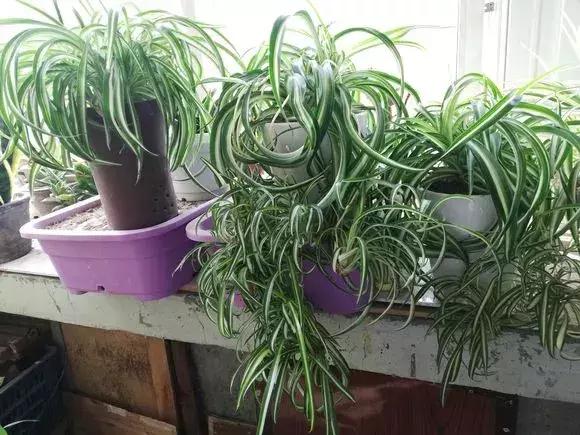 什么花吸甲醛油烟,能吸甲醛油烟的20种植物家家必养