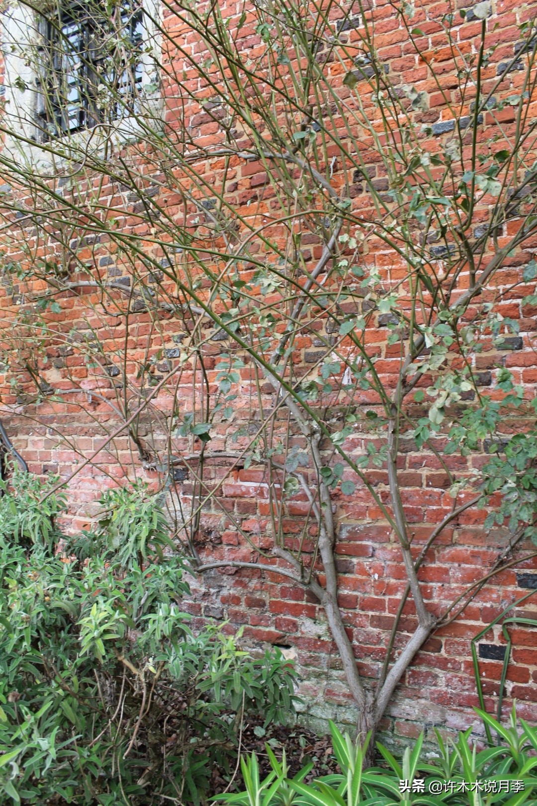 月季从小苗到大苗如何养,藤本月季花苗修剪教程