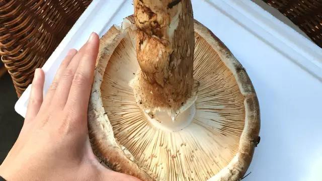 雅江松茸香吗,雅江松茸有多美