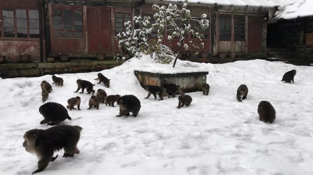 峨眉山这个让人担心的小精灵，已顺利回营