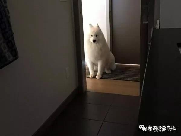 要狗看门？千万别选萨摩耶！这货除了笑不会干别的了