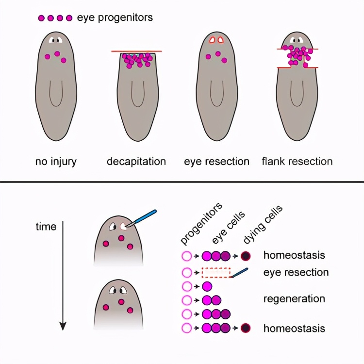 科学家发现的神秘恐怖生物,科学家发现的恐怖生物