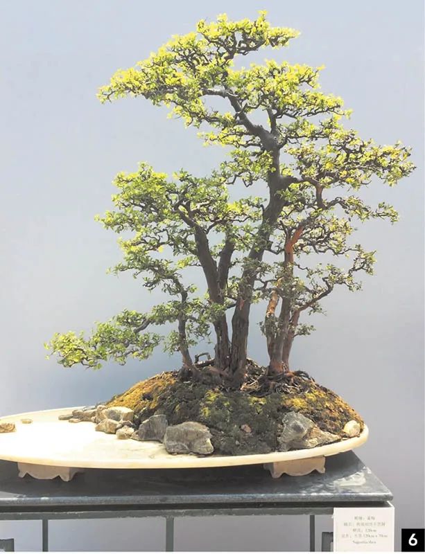 盆景修行,学习盆景技术最好的书