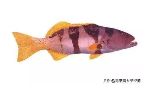 名贵海鲜食材排名,名贵海鱼大全图片