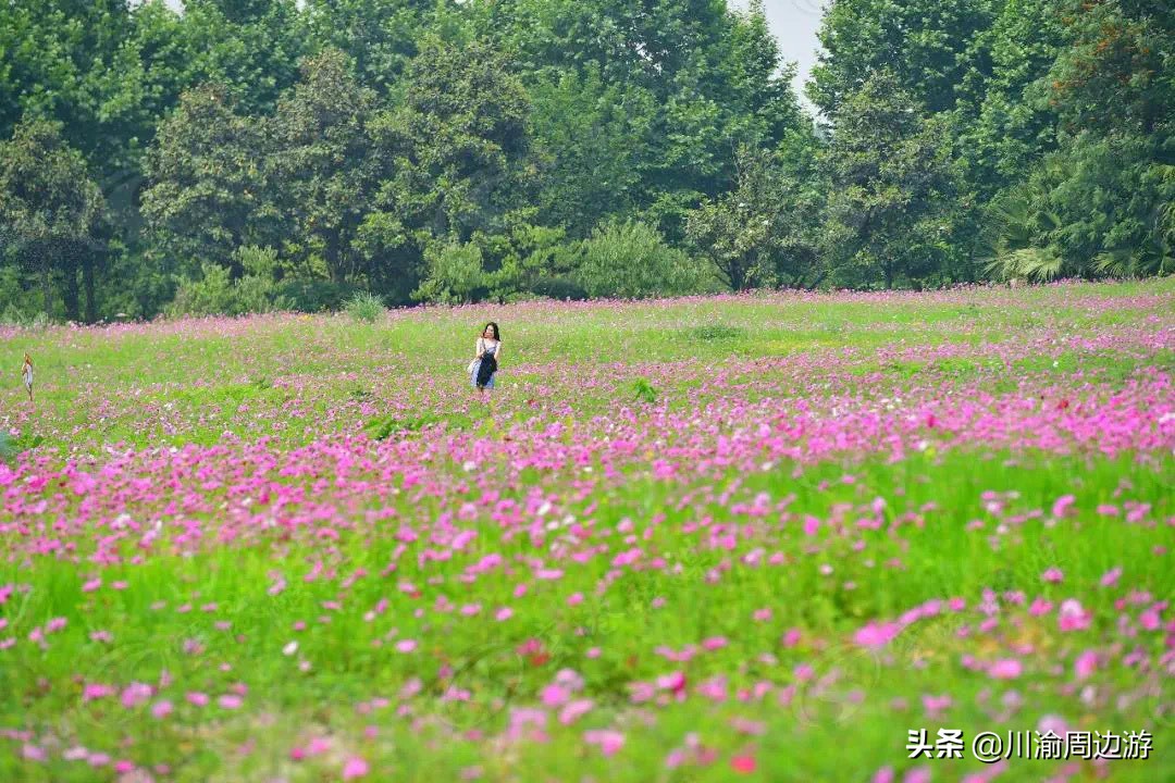 俄么塘花海景区游玩,俄么塘花海攻略2018