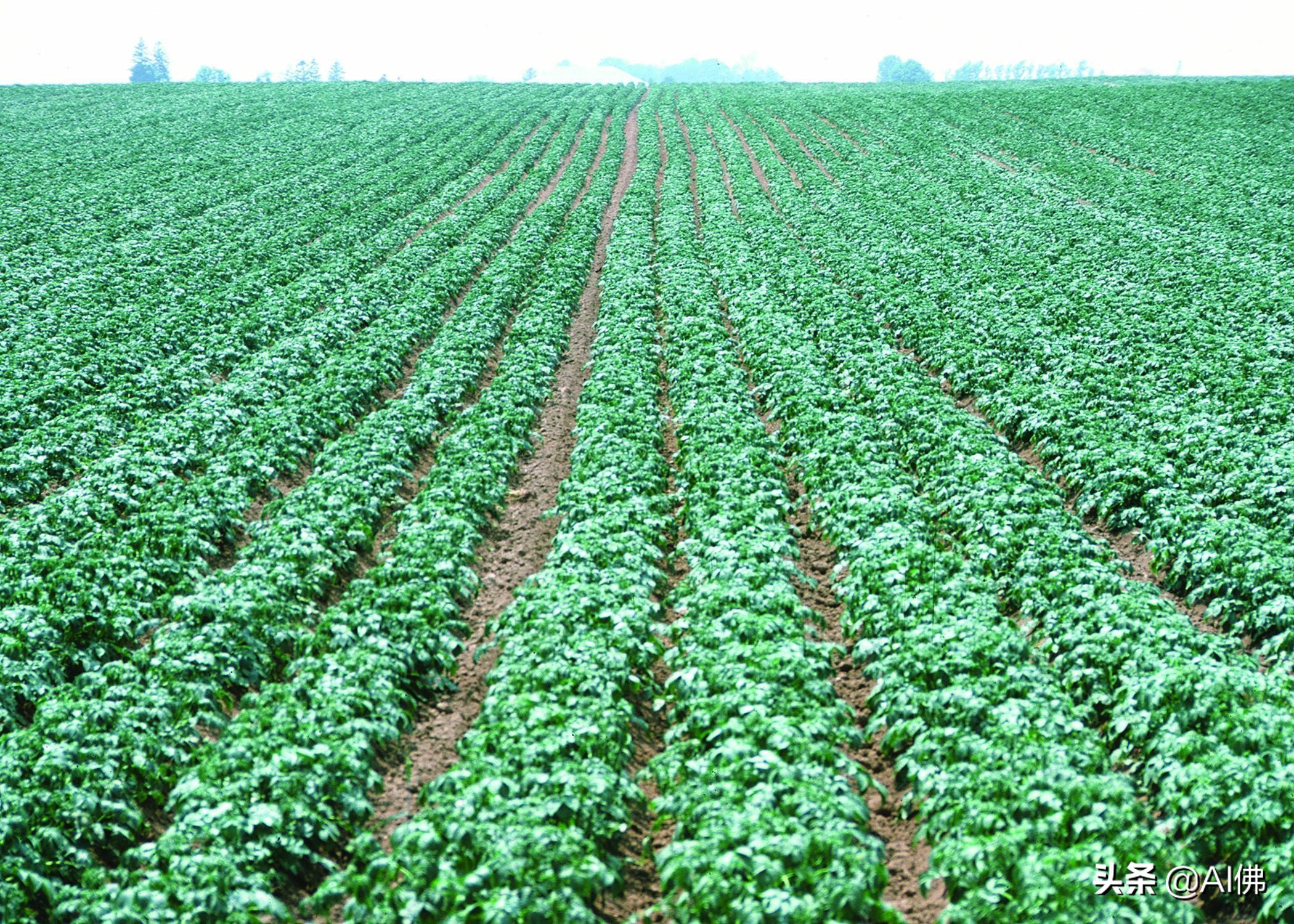 美国农田最多的州,美国哪个州的农场土地肥沃