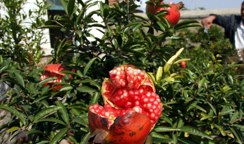 如何防治石榴裂果,石榴裂果防治视频