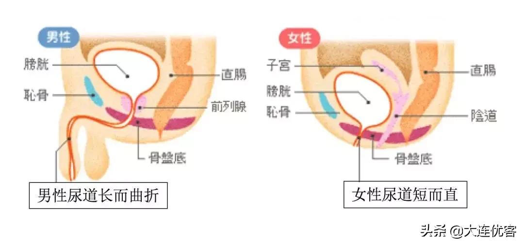 为什么女生尿尿需要纸巾擦,而男生不用?不能学男生抖抖吗?