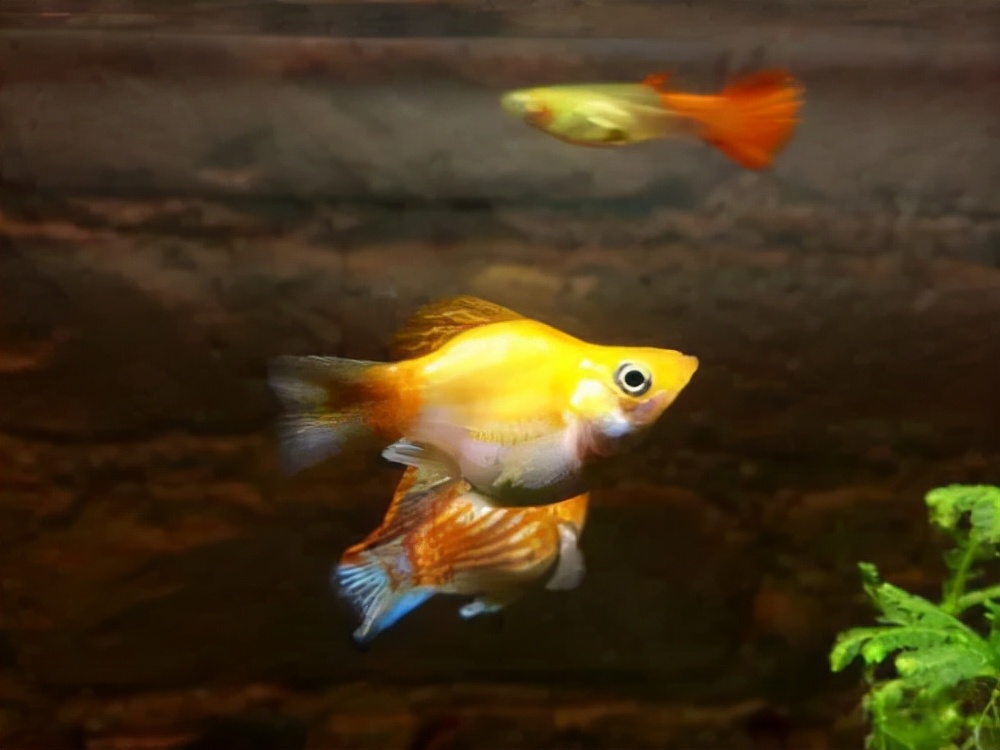 新手养的观赏鱼便宜不需要过滤,有什么观赏鱼新手推荐的