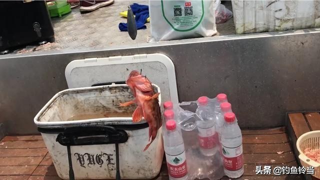 海钓石九公用几克的铅头钩,海钓石九公最佳水温是多少