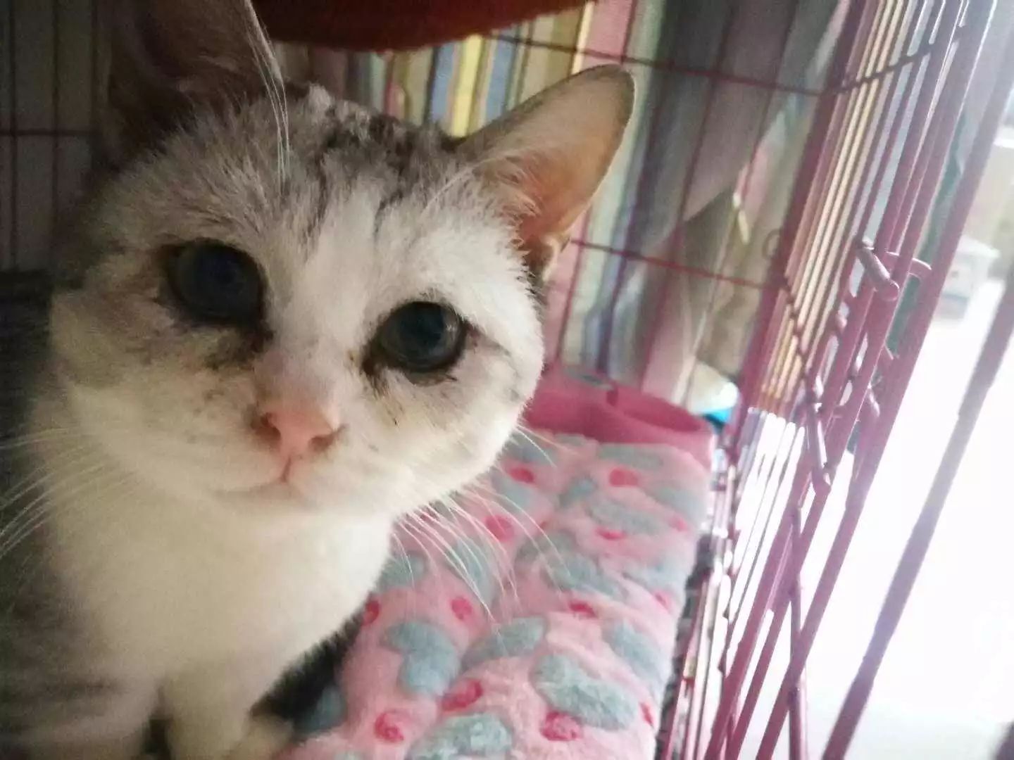 猫咪湿疹症状表现,猫咪湿疹会不会有白屑