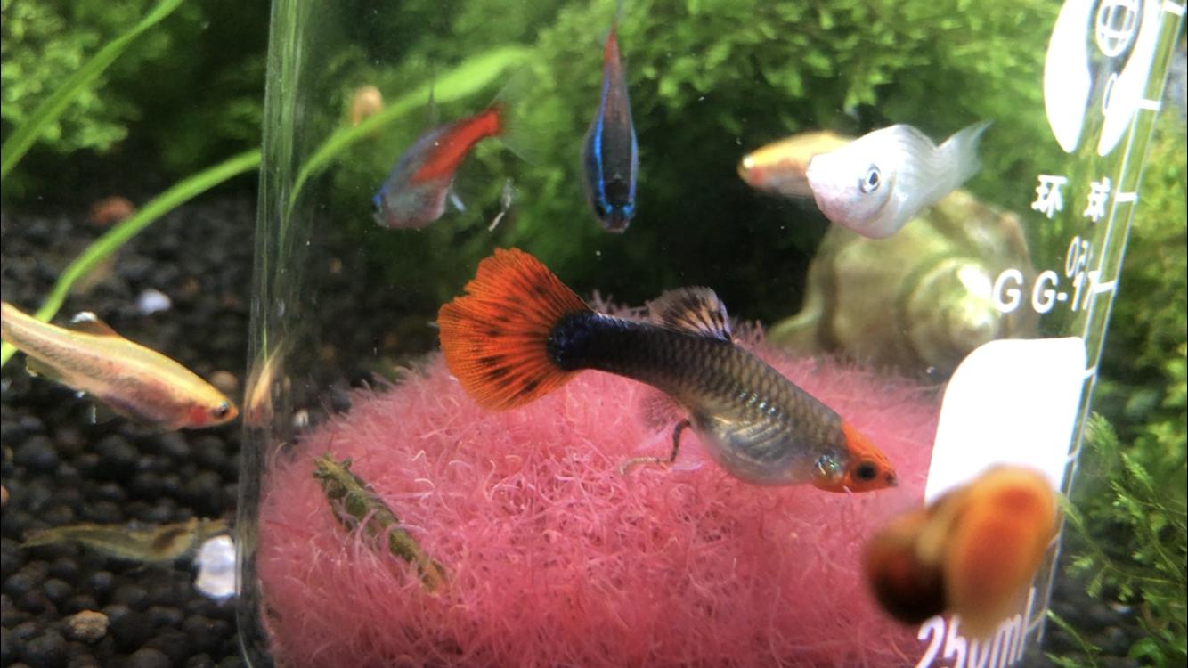 网上买的红线虫到家怎么处理,红线虫鱼儿能吃吗