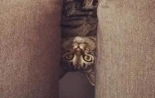 同样是腿,凭啥猫咪就能这么细长直?