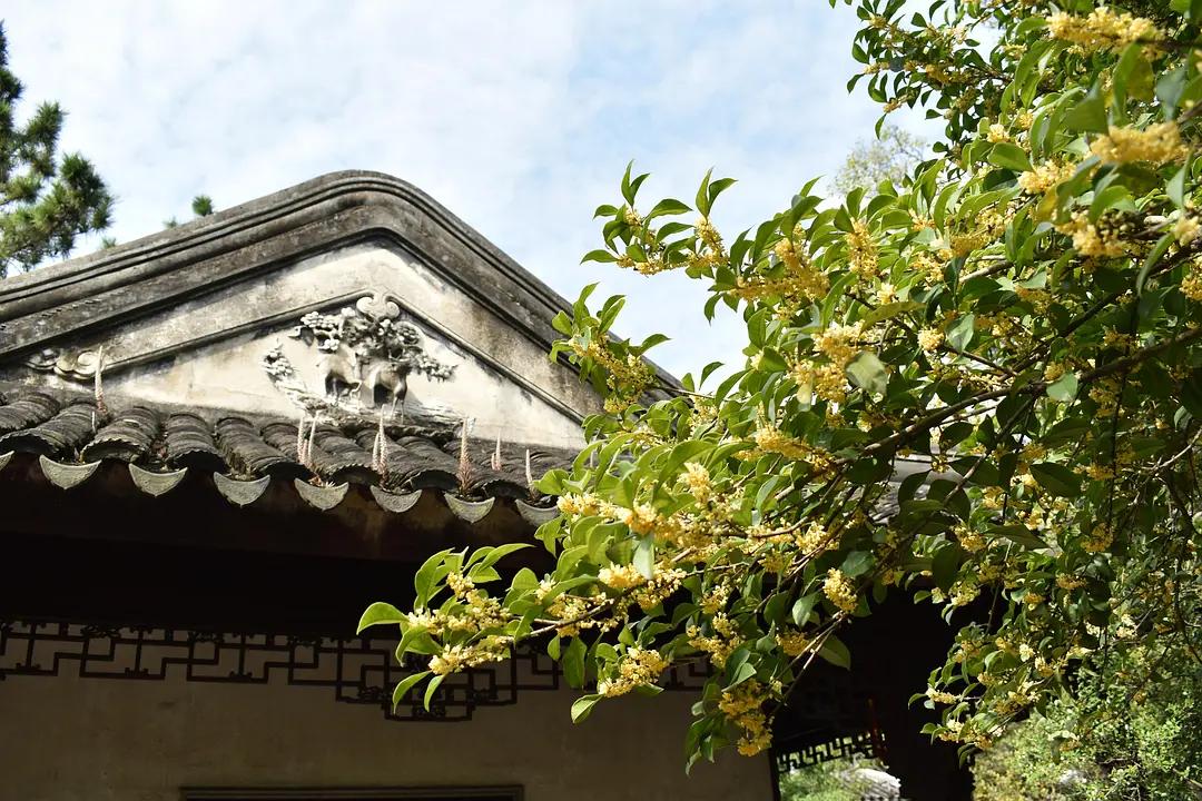 苏州城东北隅的赏桂佳处——耦园