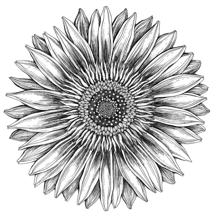 一看就懂的针管简笔画,针管笔入门手绘1000例临摹图