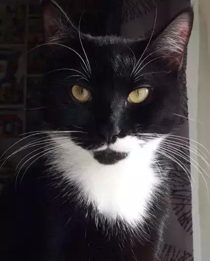 养一只猫结果养了一窝,网友养了两只兔子