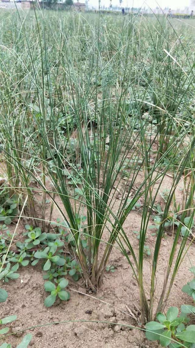 高山韭百合科葱属植物,山韭百合科葱属多年生草本植物