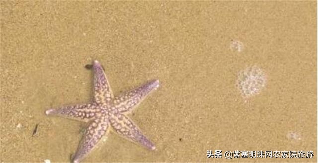 长岛好渔家,长岛当地渔家特色美食餐饮攻略