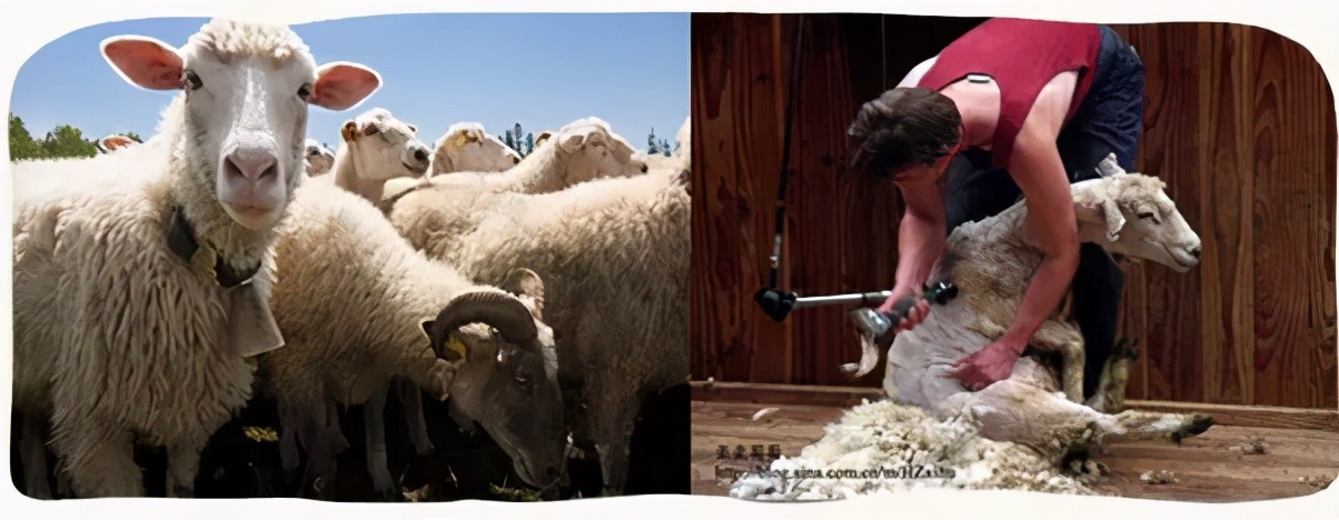 补水保湿绵羊油,绵羊油嫩滑