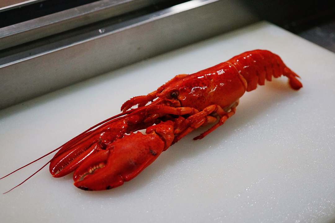 波士顿龙虾最高级的吃法,波士顿龙虾最新的吃法