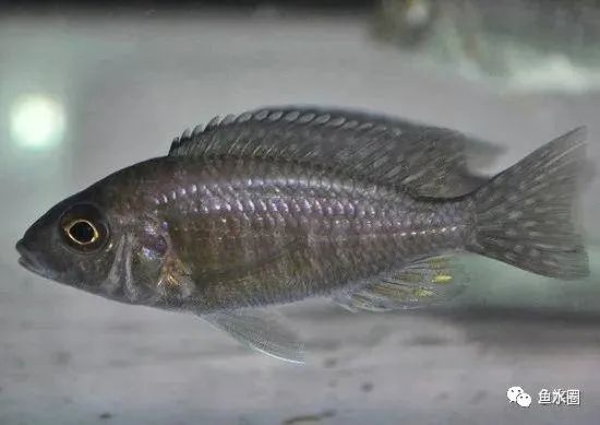 三湖慈鲷马鲷孔雀珍珠系能长多大,三湖慈鲷之孔雀