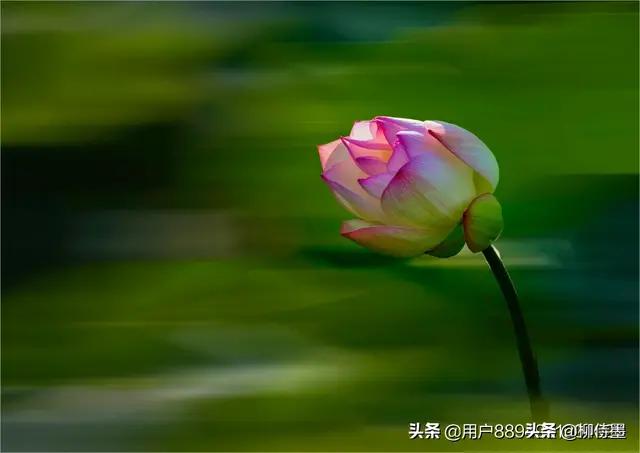 荷花怎么拍出高级感的照片航拍,荷花怎么拍出高级感的照片