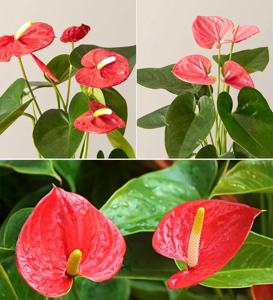 红掌儿童创意画,仙人掌画儿童画教程