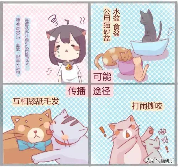 猫白血病病毒（FeLV）感染≠猫白血病≠安乐死